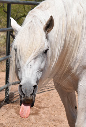 Horse sticking out tongue